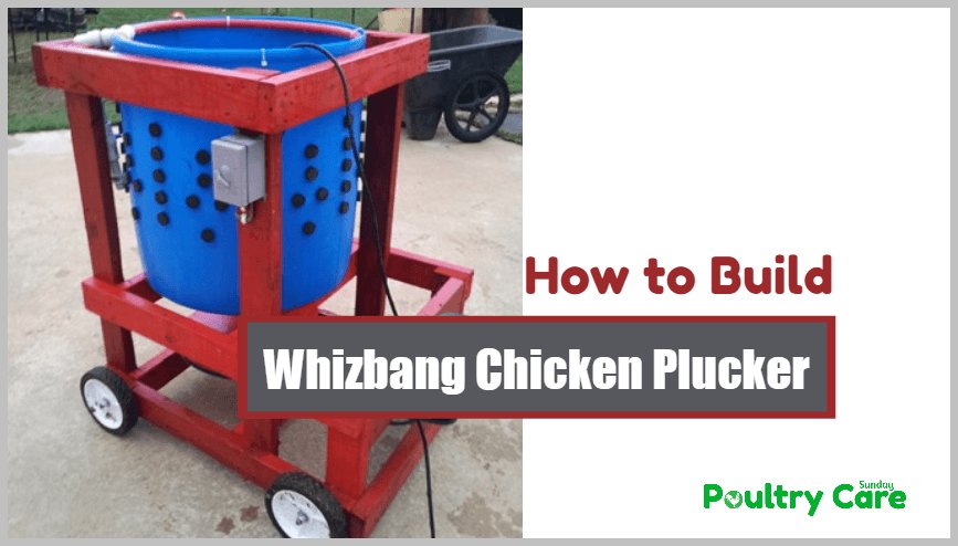 những trận gà đá đẳng cấp những trận gà đá đẳng cấp