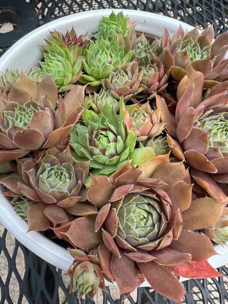 cách xem vảy chân gà đá cua sat,Giới thiệu về cách xem vảy chân gà đá cua sat cách xem vảy chân gà đá cua sat,Giới thiệu về cách xem vảy chân gà đá cua sat