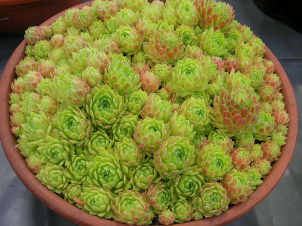 xem đá gà trực tiếp c1,Giới Thiệu Độ C Trong Đá Gà Trực Tiếp C1 xem đá gà trực tiếp c1,Giới Thiệu Độ C Trong Đá Gà Trực Tiếp C1