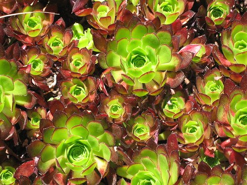 dạy cách xem vảy gà đá cựa sắt dạy cách xem vảy gà đá cựa sắt