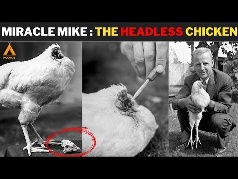 thuốc gà đá nguyễn nam,Thuốc Gà Đá Nguyễn Nam: Thứ Hai Cho Tiêu Đề Bài Viết thuốc gà đá nguyễn nam,Thuốc Gà Đá Nguyễn Nam: Thứ Hai Cho Tiêu Đề Bài Viết