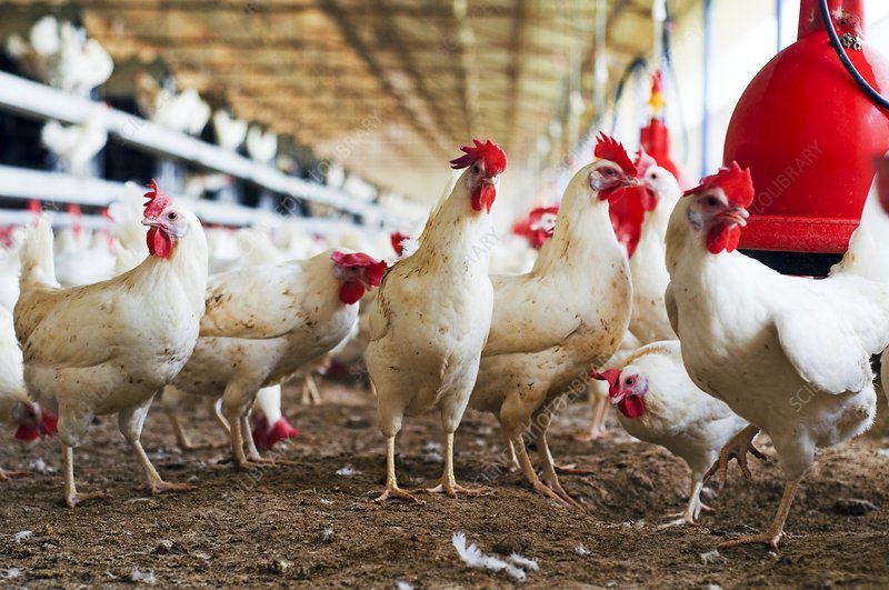 trực tiếp đá gà thomo hôm nay thứ sáu,Trực tiếp đá gà Thomo hôm nay thứ sáu trực tiếp đá gà thomo hôm nay thứ sáu,Trực tiếp đá gà Thomo hôm nay thứ sáu