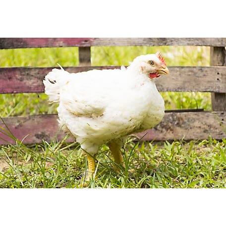 đá gà thomo trực tiếp hôm nay.com đá gà thomo trực tiếp hôm nay.com