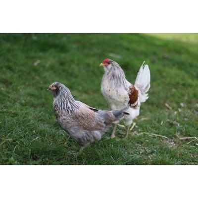 những con gà đá cựa sắt hay nhất những con gà đá cựa sắt hay nhất