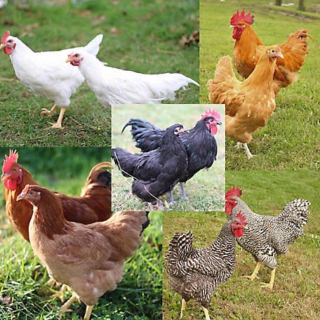 đá gà trên mạng đá gà trên mạng