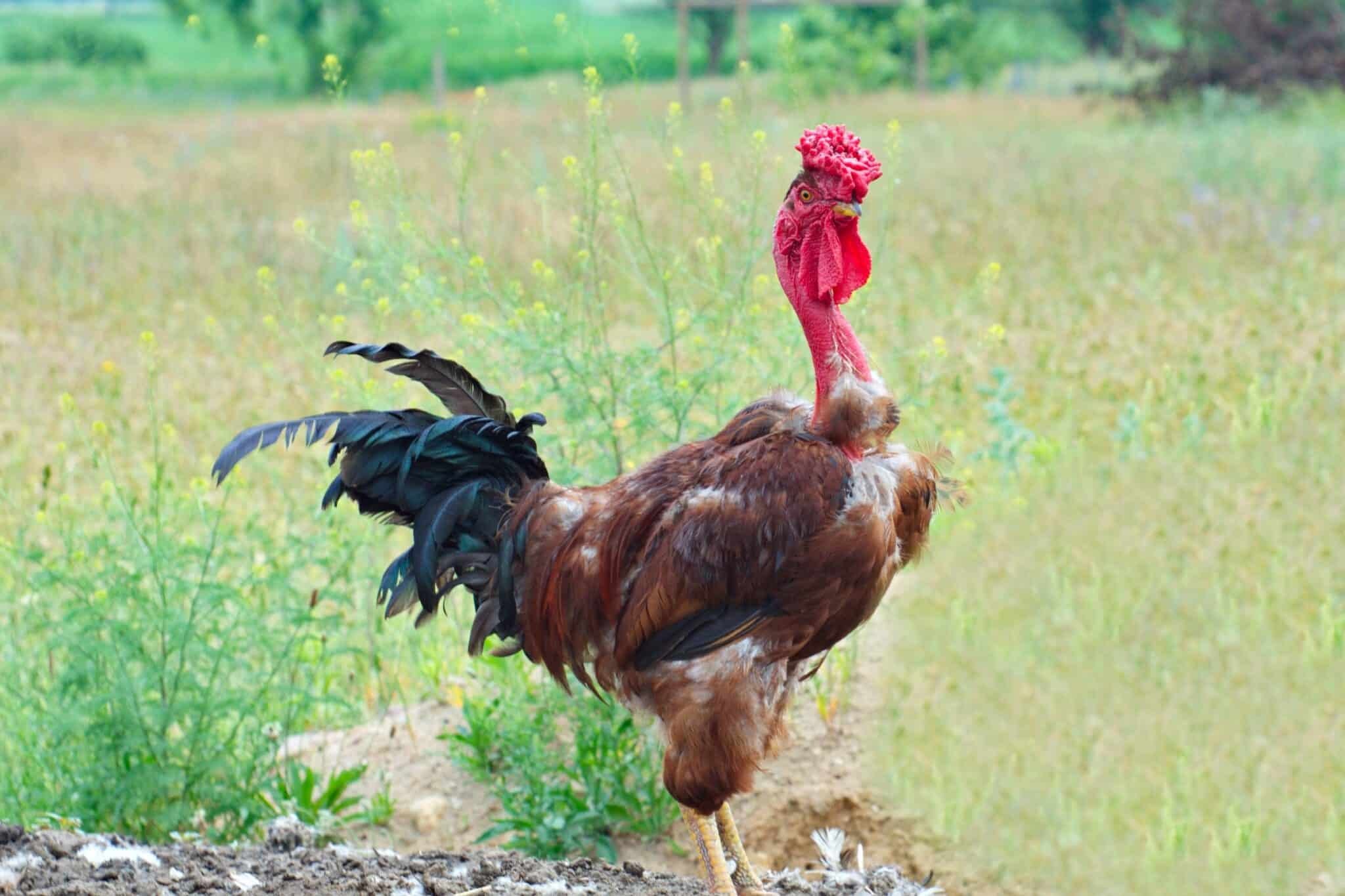 đá gà đòn hay nhất,Giới thiệu bài viết đá gà đòn hay nhất,Giới thiệu bài viết