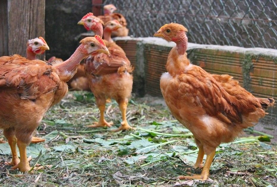 cách ghép gà đá,Cách Ghép Gà Đá – Hướng Dẫn Chi Tiết và Kinh Nghiệm cách ghép gà đá,Cách Ghép Gà Đá – Hướng Dẫn Chi Tiết và Kinh Nghiệm