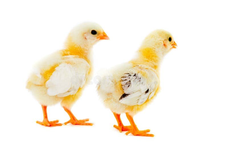 gà đá bến tre gà đá bến tre