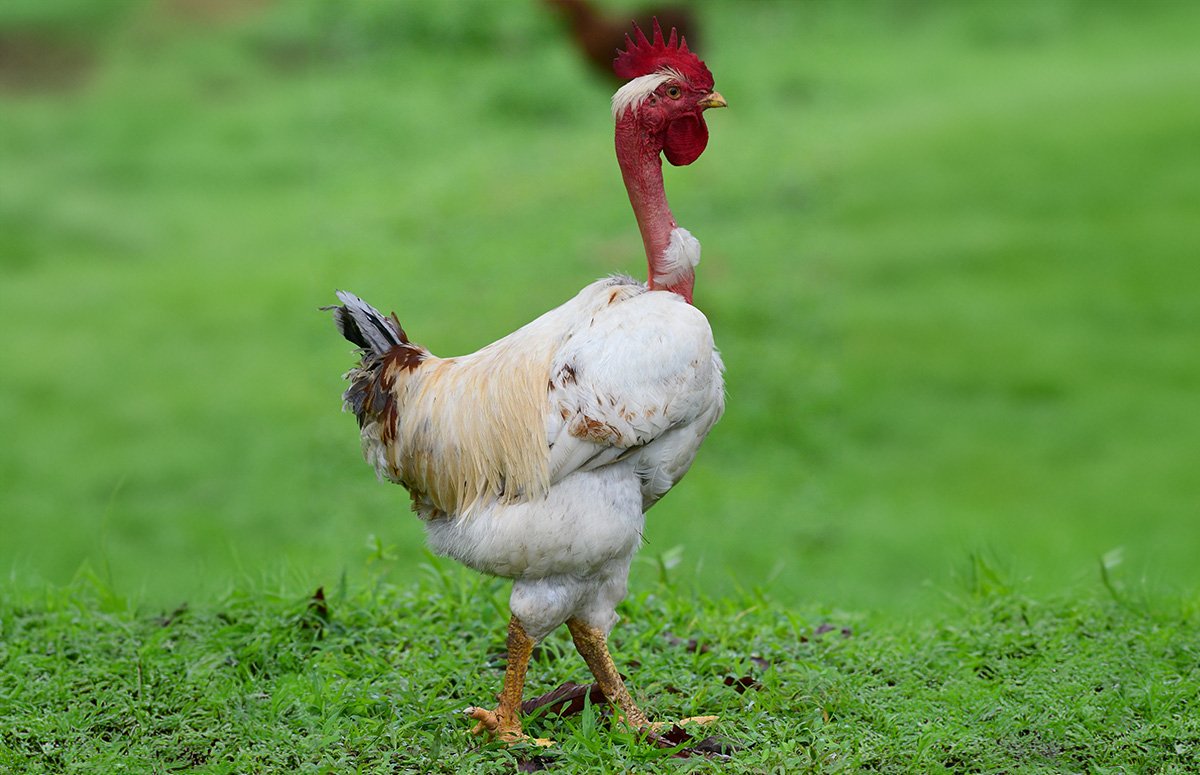 trực tiếp đá gà thomo hôm nay thứ hai