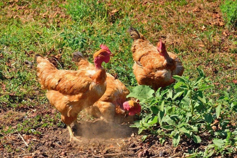 trực tiếp đá gà hôm nay thứ năm