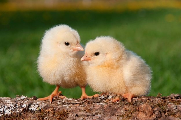 gà đá thomo trực tiếp hôm nay gà đá thomo trực tiếp hôm nay
