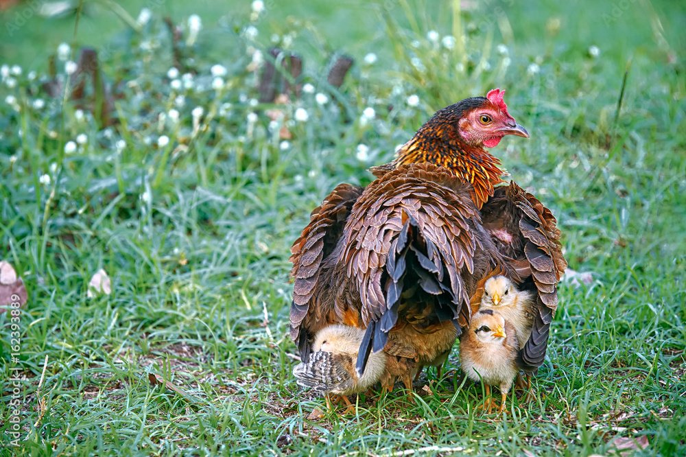 cách chăm sóc gà đá độ,Cách Chăm Sóc Gà Đá Độ: Bí Quyết Đảm Bảo Gà Đá Tăng Cường Sức Khỏe và Tăng Cường Độ C cách chăm sóc gà đá độ,Cách Chăm Sóc Gà Đá Độ: Bí Quyết Đảm Bảo Gà Đá Tăng Cường Sức Khỏe và Tăng Cường Độ C