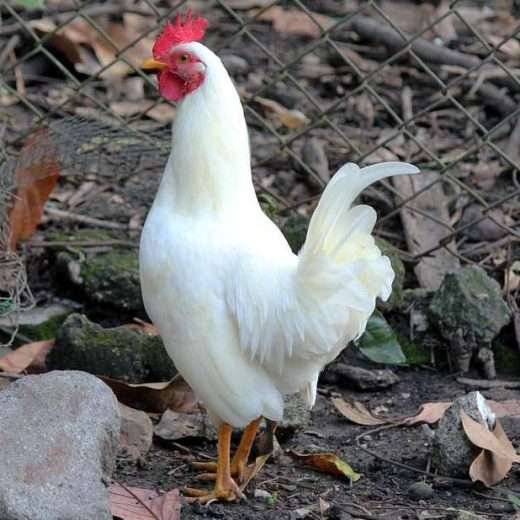 gà mỹ đá hay gà mỹ đá hay
