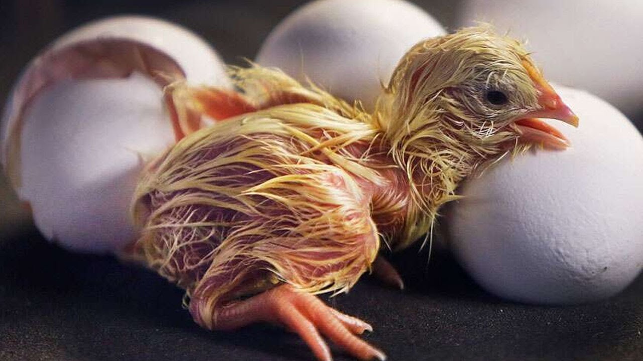 cách vô mồi cho gà đá cựa,Giới thiệu về cách vô mồi cho gà đá cựa cách vô mồi cho gà đá cựa,Giới thiệu về cách vô mồi cho gà đá cựa