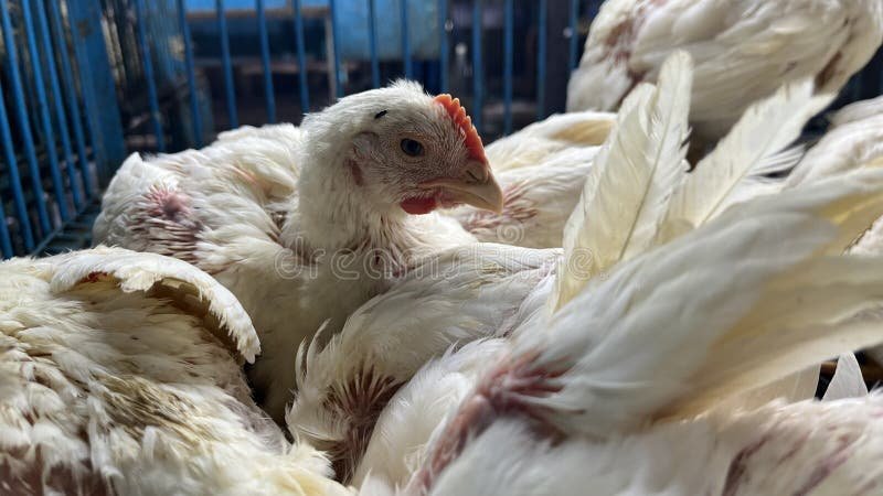 chợ tốt gà đá quan 1 chợ tốt gà đá quan 1