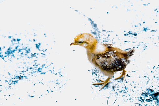 đá gà thomo bình luận viên,Giới thiệu về Đá gà Thomo đá gà thomo bình luận viên,Giới thiệu về Đá gà Thomo