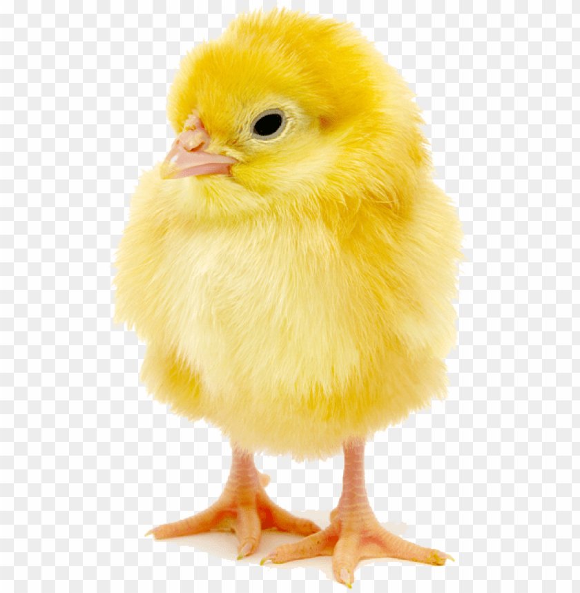 bệnh gà đá bệnh gà đá