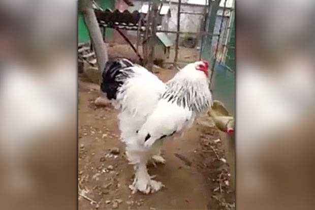 đá gà thomo hôm nay trực tiếp đá gà thomo hôm nay trực tiếp