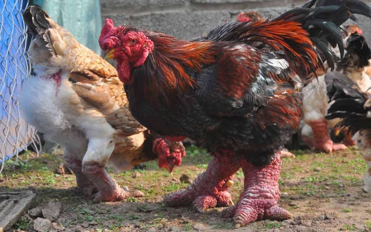 trực tiếp đá gà thomo hôm nay c2,Trực tiếp đá gà Thomo hôm nay C2: Thứ hai – Đặc điểm và phân tích chi tiết trực tiếp đá gà thomo hôm nay c2,Trực tiếp đá gà Thomo hôm nay C2: Thứ hai – Đặc điểm và phân tích chi tiết