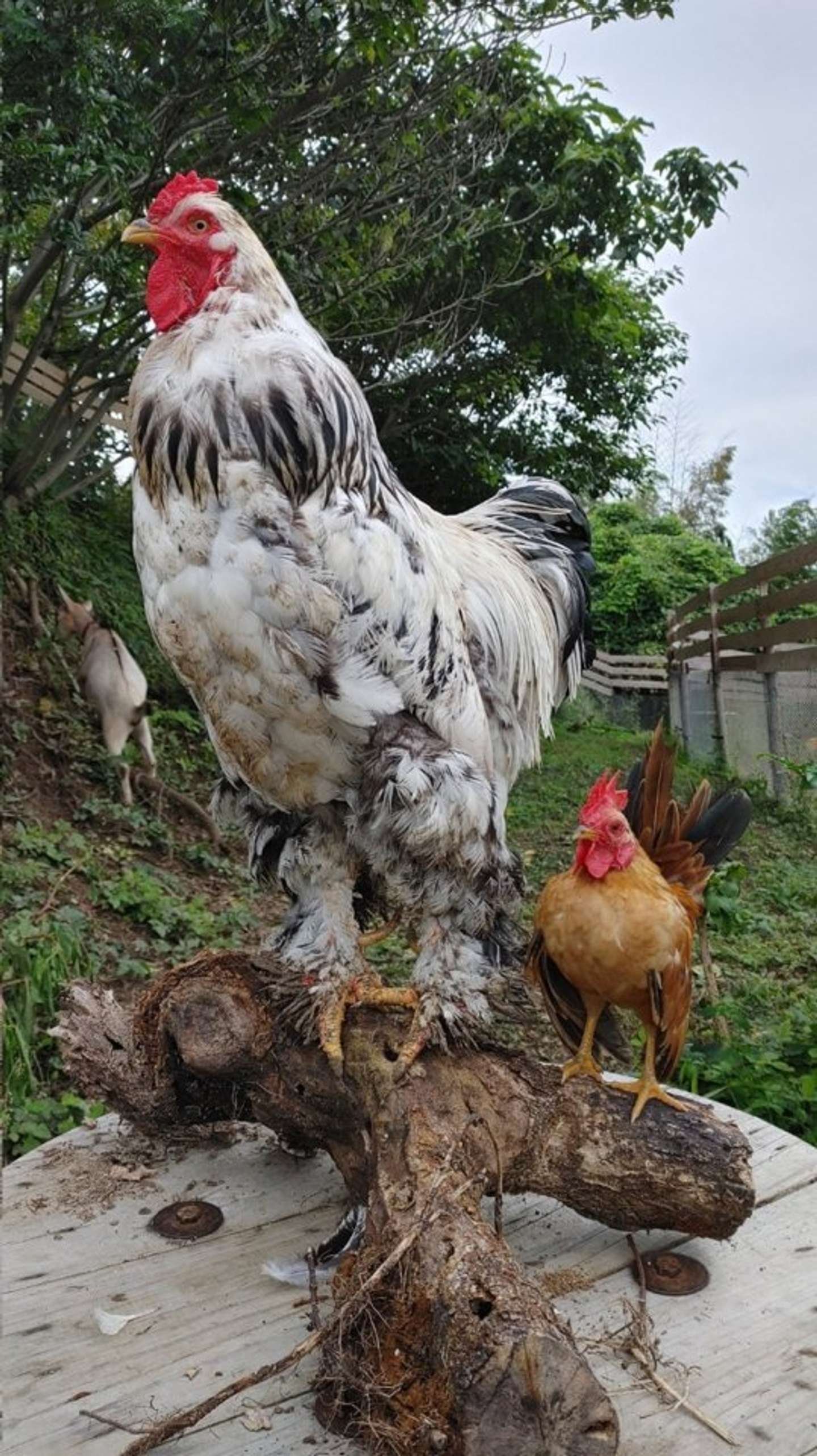 gà đá trực tiếp c1,Giới Thiệu Chi Tiết Độ C Trong Gà Đá Trực Tiếp C1 gà đá trực tiếp c1,Giới Thiệu Chi Tiết Độ C Trong Gà Đá Trực Tiếp C1
