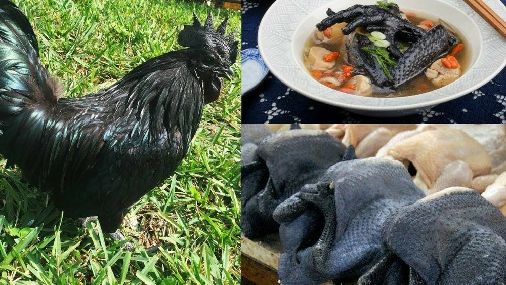 chế độ nuôi gà đá cựa chế độ nuôi gà đá cựa