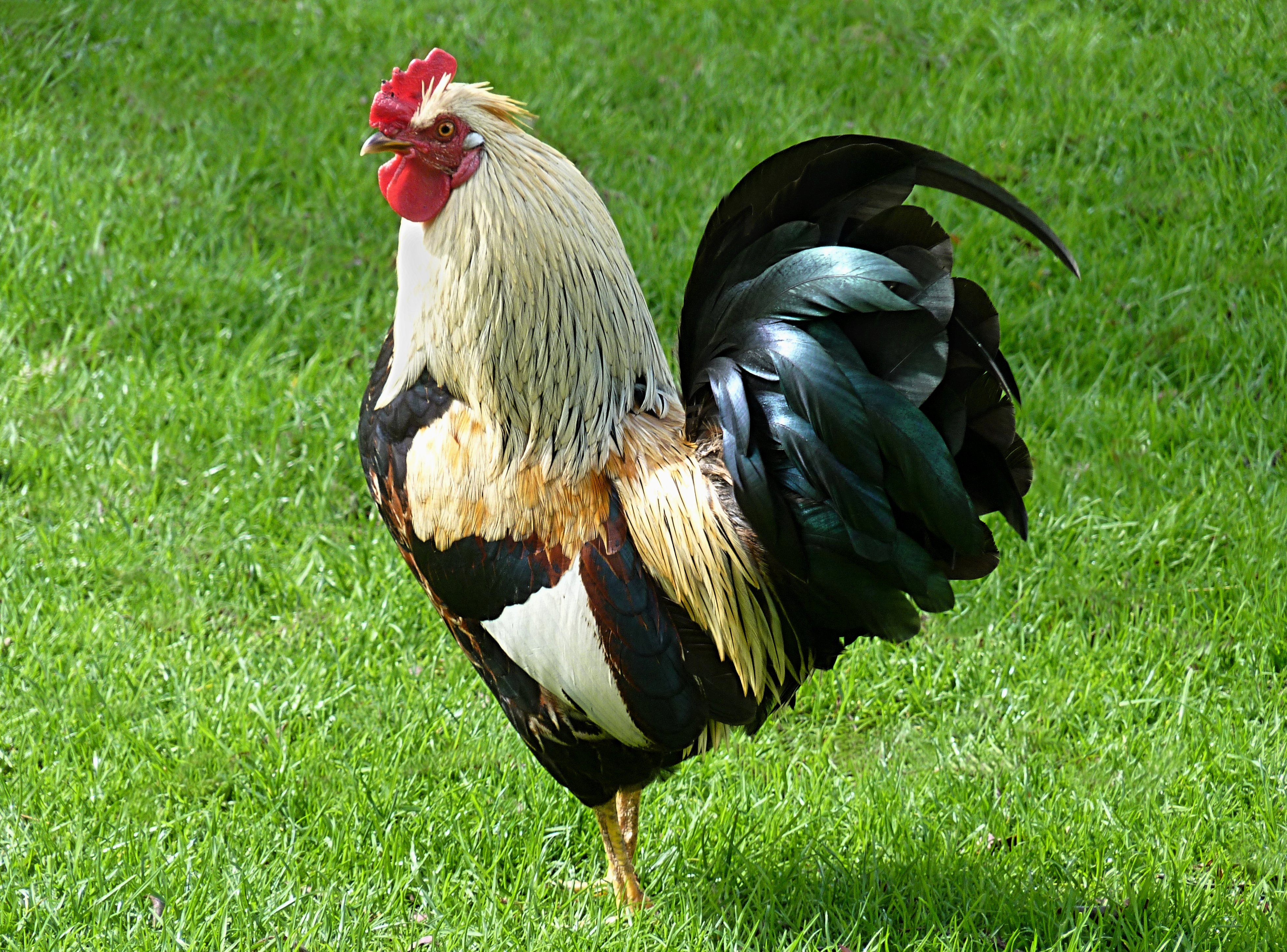 đá gà thomo ngày 10 tháng 11 đá gà thomo ngày 10 tháng 11