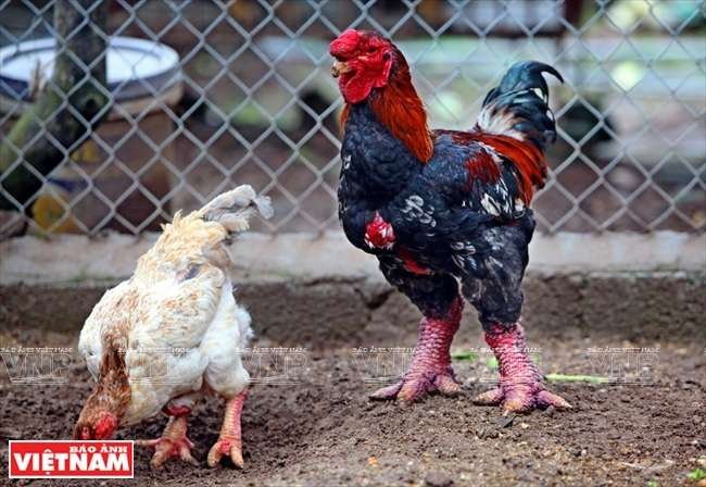 đá gà campuchia trực tiếp hôm nay có bình luận,Đá gà Campuchia trực tiếp hôm nay: Kinh nghiệm xem và bình luận đá gà campuchia trực tiếp hôm nay có bình luận,Đá gà Campuchia trực tiếp hôm nay: Kinh nghiệm xem và bình luận