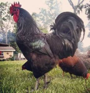 đá gà nòi bình định đá gà nòi bình định