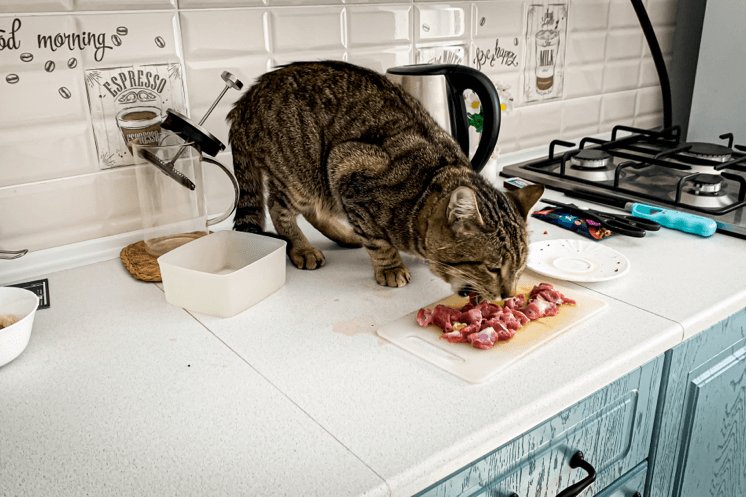giỏ xách đựng gà đá giỏ xách đựng gà đá