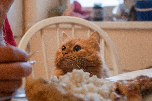 cách nuôi gà đá bằng công nghệ cao cách nuôi gà đá bằng công nghệ cao