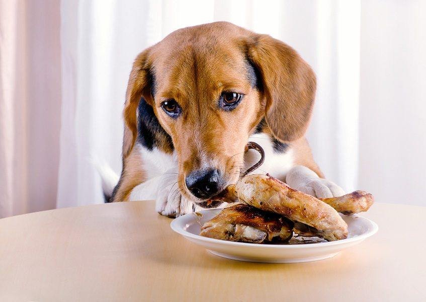 cách nuôi gà đá tiền cách nuôi gà đá tiền