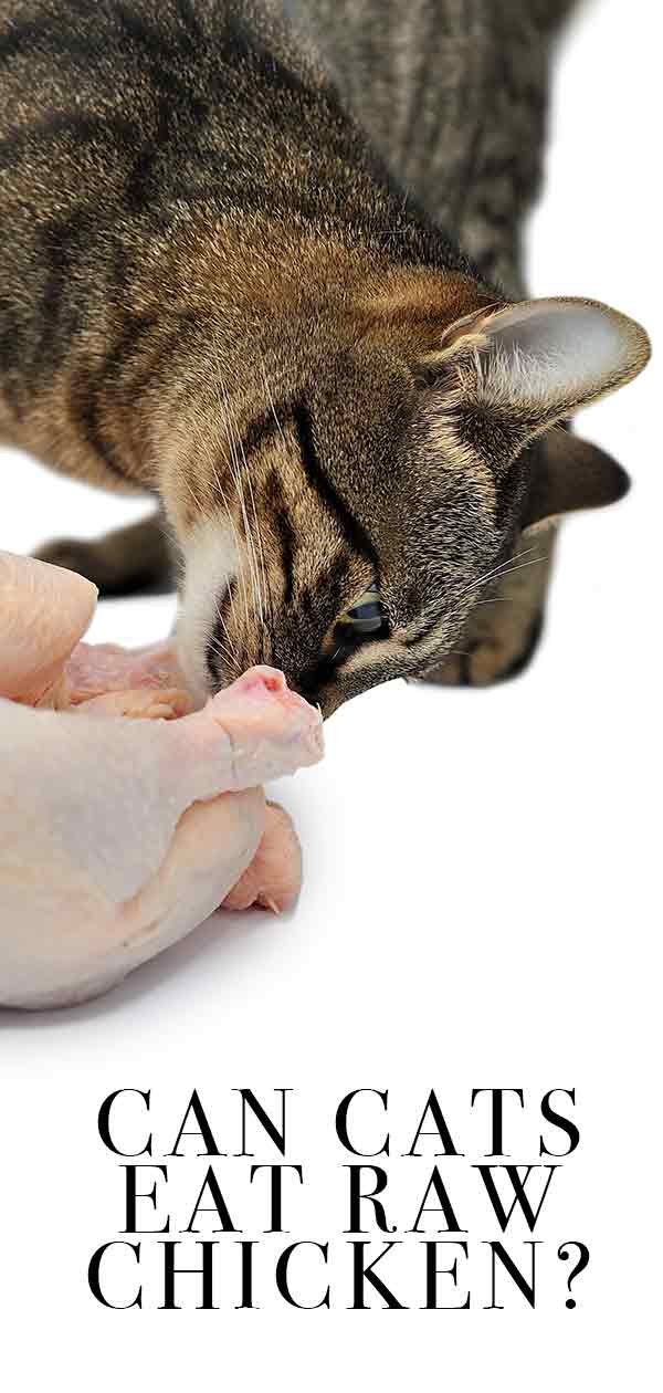 đá gà 1 chấp 2,Đá gà 1 chấp 2: Bí quyết chiến thắng từ những cao thủ đá gà 1 chấp 2,Đá gà 1 chấp 2: Bí quyết chiến thắng từ những cao thủ