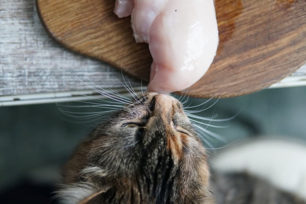 đá gà thomo trực tuyến đá gà thomo trực tuyến