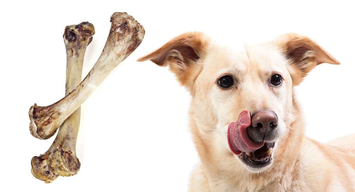 đá gà trực tiếp bình luận viên đá gà trực tiếp bình luận viên