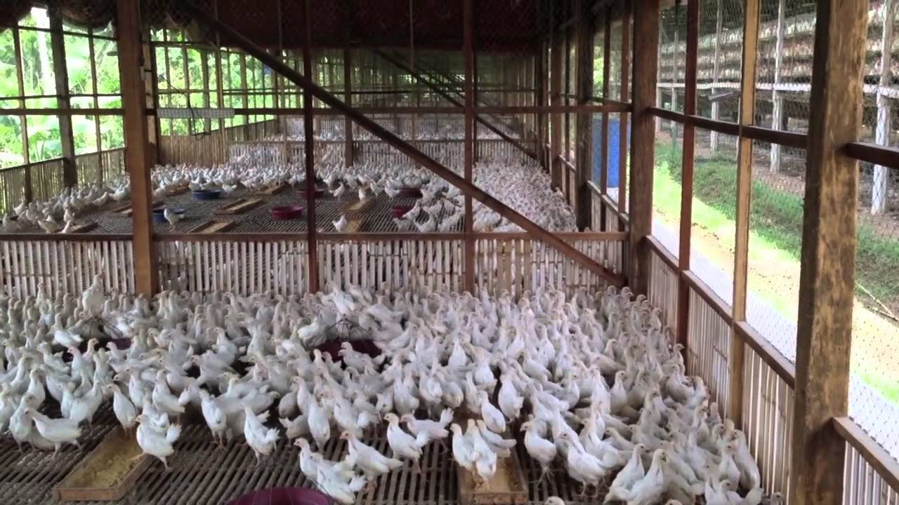 chợ tốt gà đá 16 tháng 5,Chợ Tốt Gà Đá 16 Tháng 5: Thứ Hai Đặc Biệt Với Nhiều Sự Kiện Hấp Dẫn chợ tốt gà đá 16 tháng 5,Chợ Tốt Gà Đá 16 Tháng 5: Thứ Hai Đặc Biệt Với Nhiều Sự Kiện Hấp Dẫn