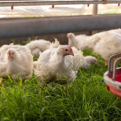Khám Phá Xu Hướng Màu Mạng Gà Đá Đáng Chú Ý Trong Ngày Hôm Nay